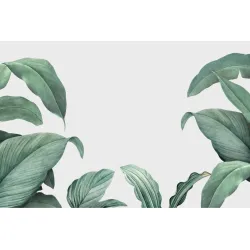 Fototapeta Tropical Leaves Frame – Tropikalne Liście i Egzotyczna Roślinność