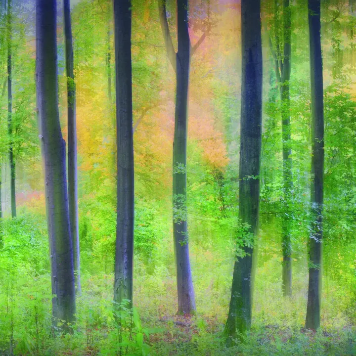 Fototapeta Las – Leśna Cisza i Promienie Słońca – produkt
