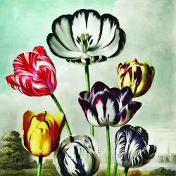 Fototapeta Okrągła Tulipany – Kolorowe Kwiaty i Wiosenna Natura