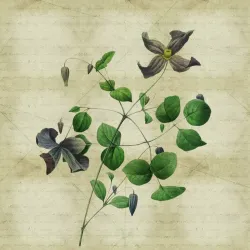 Fototapeta Rycina Botaniczna – Stary Papier i Szczegóły Natury