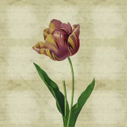 Fototapeta Okrągła Rycina Botaniczna – Vintage z Motywem Tulipana
