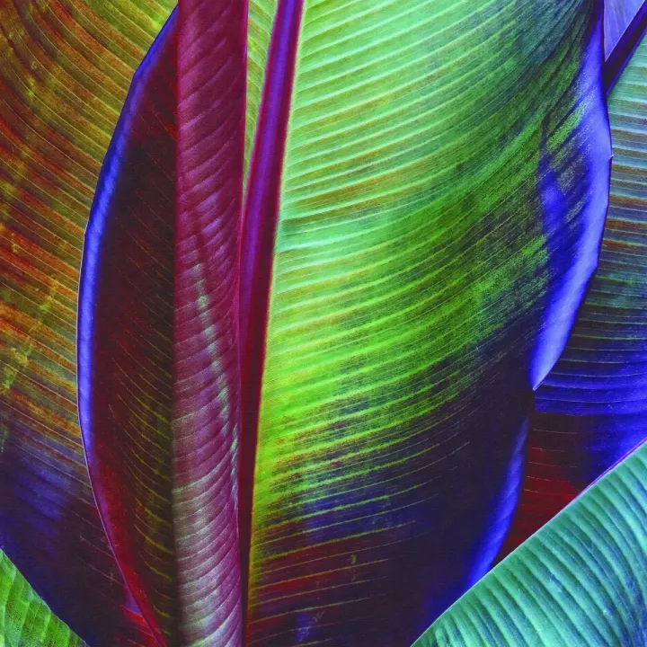 Fototapeta Kwadratowa Liść Bananowca – Tropikalna Abstrakcja Botaniczna – produkt