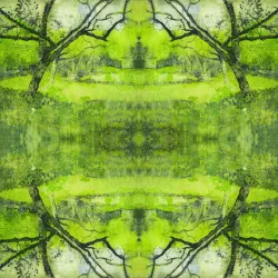 Fototapeta Kwadratowa Sad – Symetryczna Natura i Refleksje Wody