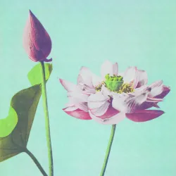 Fototapeta Kwiat Lotosu – Japoński Motyw Zen i Natura