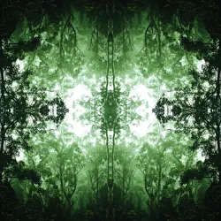 Fototapeta Las – Leśna Cisza i Spokój Natury – Odcienie bieli i zieleni (II)