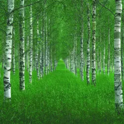 Fototapeta Las – Leśna Ścieżka i Cisza Natury