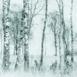 Fototapeta Czarno-Biały Las – Leśna Cisza i Krajobraz Natury