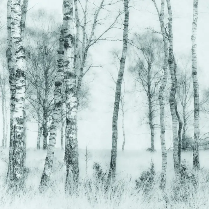 Fototapeta Czarno-Biały Las – Leśna Cisza i Krajobraz Natury – produkt