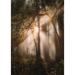 Plakat Promienie Słońca W Lesie – Leśna Cisza i Mgła w Naturze