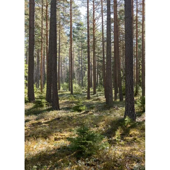 Plakat Las Sosnowy – Leśna Cisza i Głębia Perspektywy