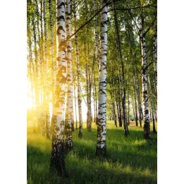 Plakat Brzozowy Gaj – Leśna Cisza i Poranny Krajobraz – produkt