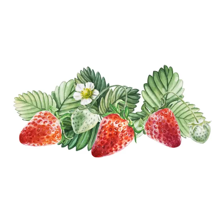 Obraz Truskawki z Kwiatami – Letnia Świeżość i Natura – produkt