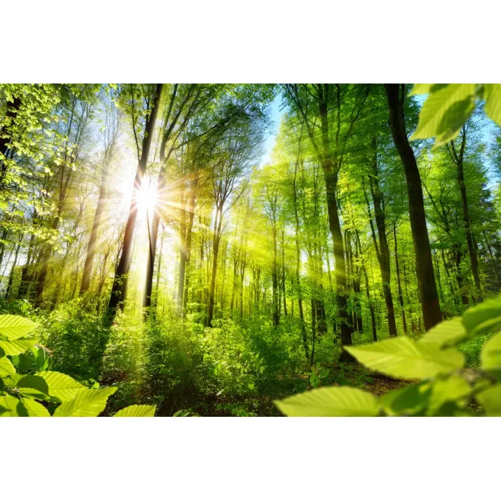 Obraz Las – Leśna Cisza i Zielona Natura – produkt