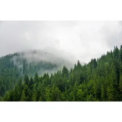 Obraz Mgła Nad Lasem Iglastym – Leśna Cisza i Natura