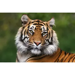 Obraz Tygrys Bengalski – Portret Drapieżnika w Dzikiej Przyrodzie