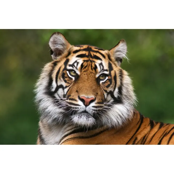 Obraz Tygrys Bengalski – Portret Drapieżnika w Dzikiej Przyrodzie – produkt