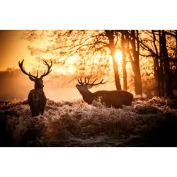 Obraz Las o Poranku – Leśna Cisza i Mgła w Naturze