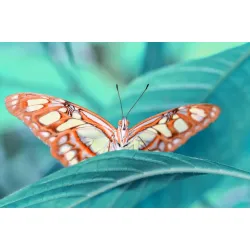 Obraz Motyl Na Liściu – Makrofotografia Pełna Detali Natury