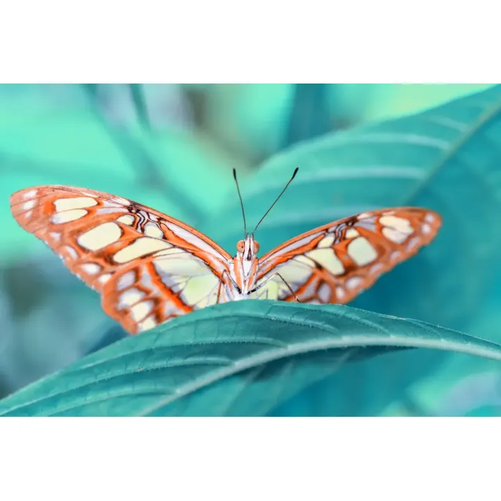Obraz Motyl Na Liściu – Makrofotografia Pełna Detali Natury – produkt