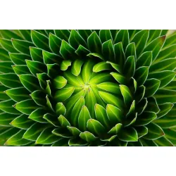 Obraz Wieloczęściowy – Makro Zielonej Rośliny i Detale Botaniczne