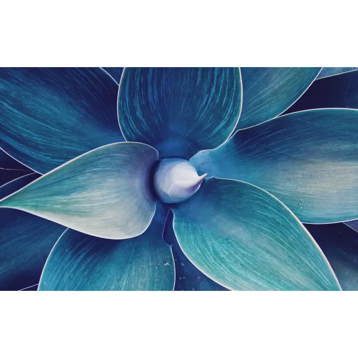 Obraz Wieloczęściowy – Makrofotografia Roślin i Abstrakcja Botaniczna – produkt