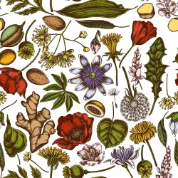 Tapeta Rośliny Polne – Zioła i Przyprawy w Botanicznym Klimacie
