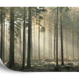 Fototapeta Las Drzewa Mgła - aranżacja