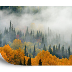 Fototapeta Mgła Nad Jesiennym Lasem - aranżacja
