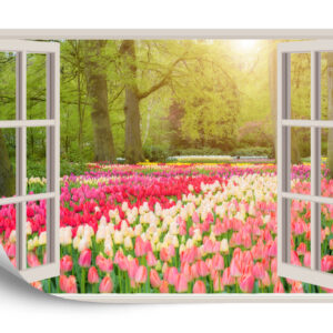 Fototapeta Window With Beautiful Spring Tulips Flowers Garden In Netherlands. - aranżacja