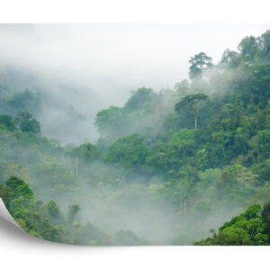 Fototapeta Rainforest Morning Fog - aranżacja