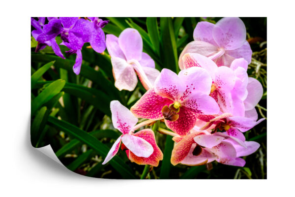 Fototapeta Kolorowe Orchidee 3D - aranżacja