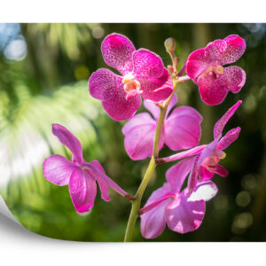 Fototapeta Piękne Orchidee - aranżacja