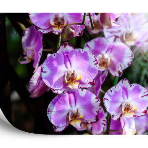 Fototapeta Piękne Orchidee - aranżacja