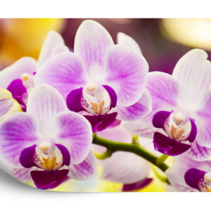 Fototapeta Tropikalna Orchidea - aranżacja