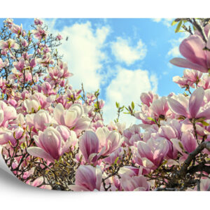 Fototapeta Kolorowa Kwitnąca Magnolia - aranżacja