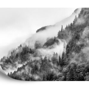 Fototapeta Mgła W Lesie Noir - aranżacja
