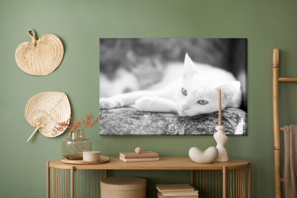 Obraz Na Płótnie Wypoczywający Biały Kot - aranżacja mieszkania