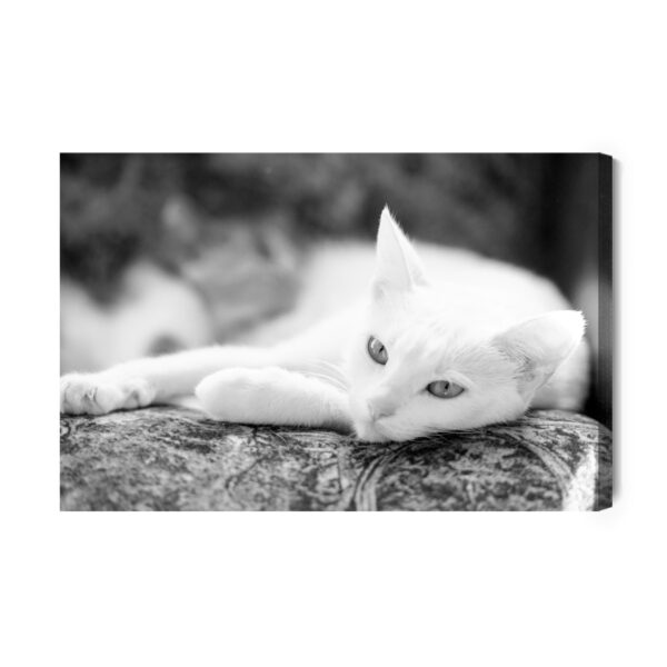Obraz Na Płótnie Wypoczywający Biały Kot - aranżacja