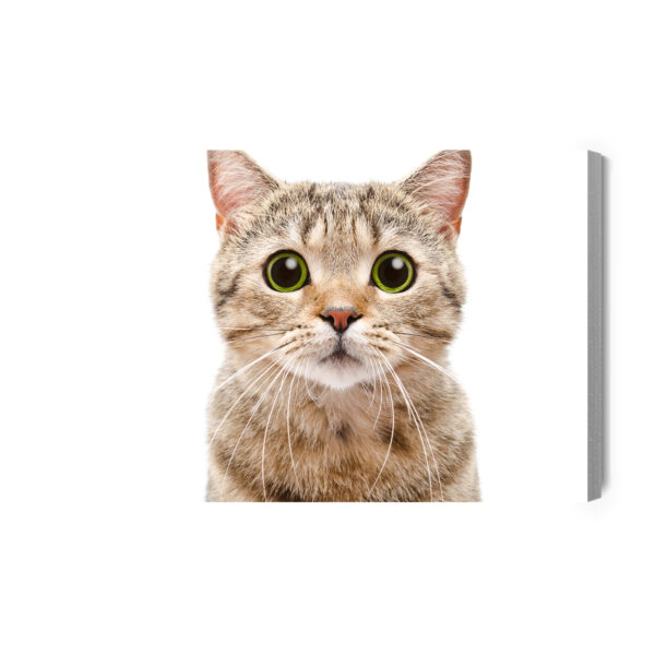 Obraz Na Płótnie Kot Szkocki Prostouchy - aranżacja