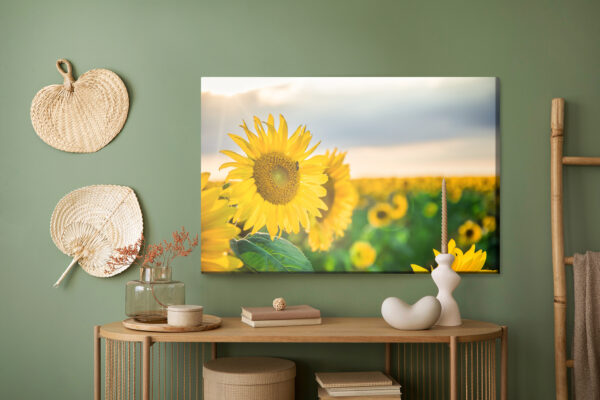 Obraz Na Płótnie Pole Pięknych Żółtych Słoneczników - aranżacja mieszkania