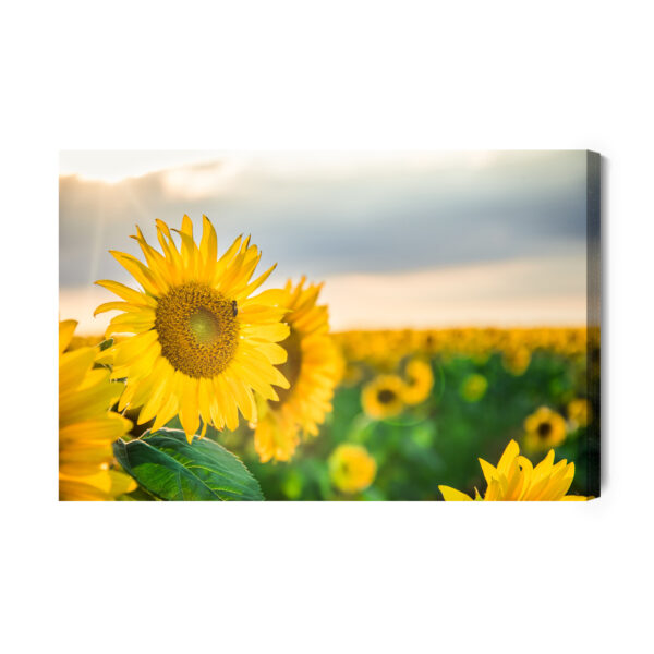 Obraz Na Płótnie Pole Pięknych Żółtych Słoneczników - aranżacja