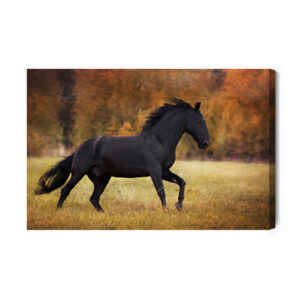 Obraz Na Płótnie Czarny Koń Na Polanie - aranżacja