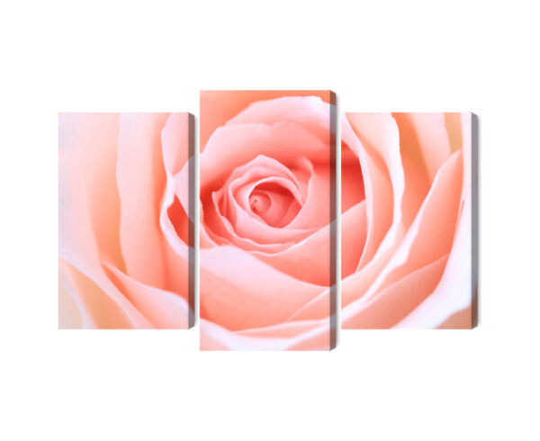 Obraz Wieloczęściowy Pastelowa Róża W Makroskali 3D - aranżacja